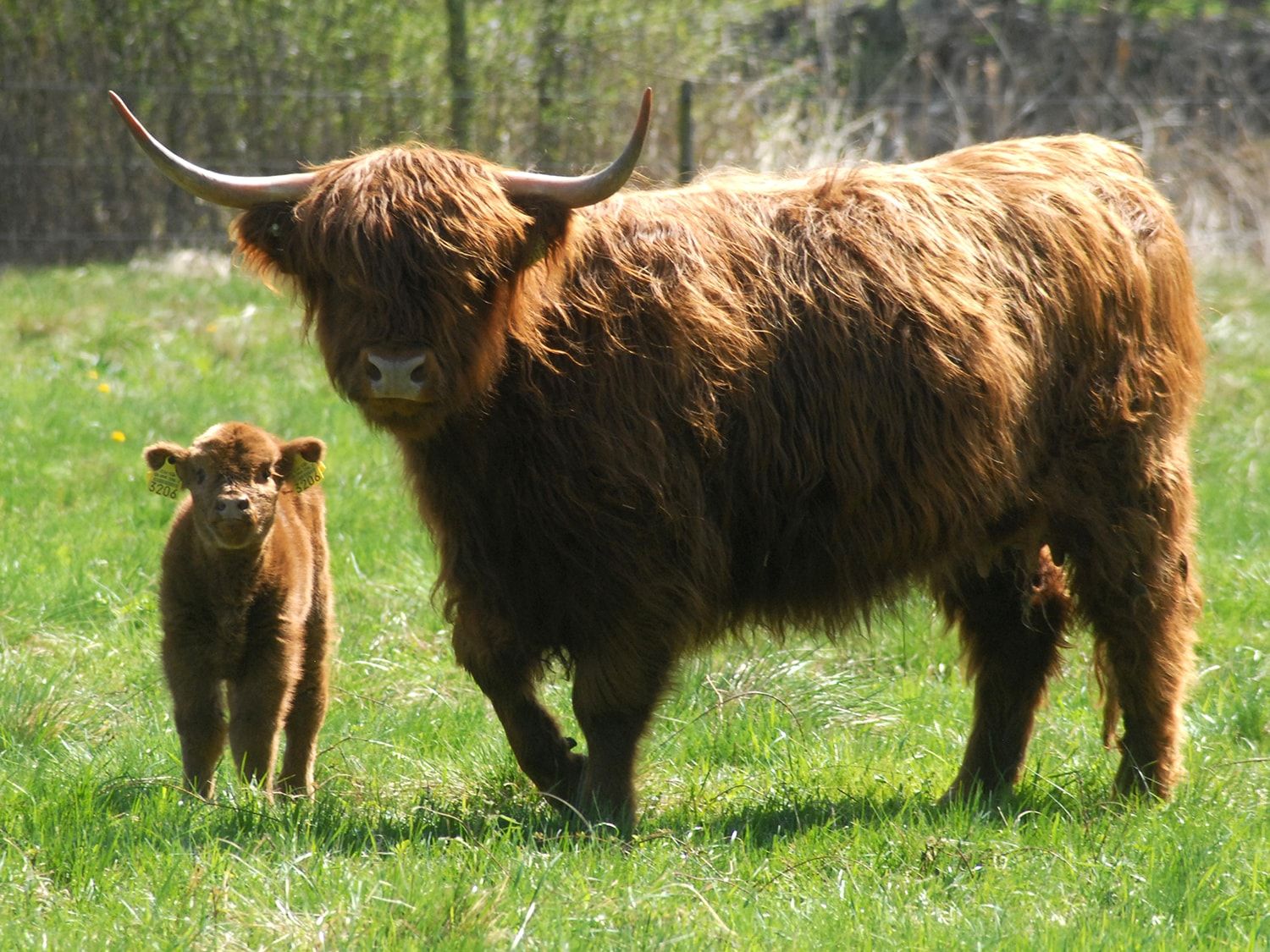 Odoo • Texte et Image