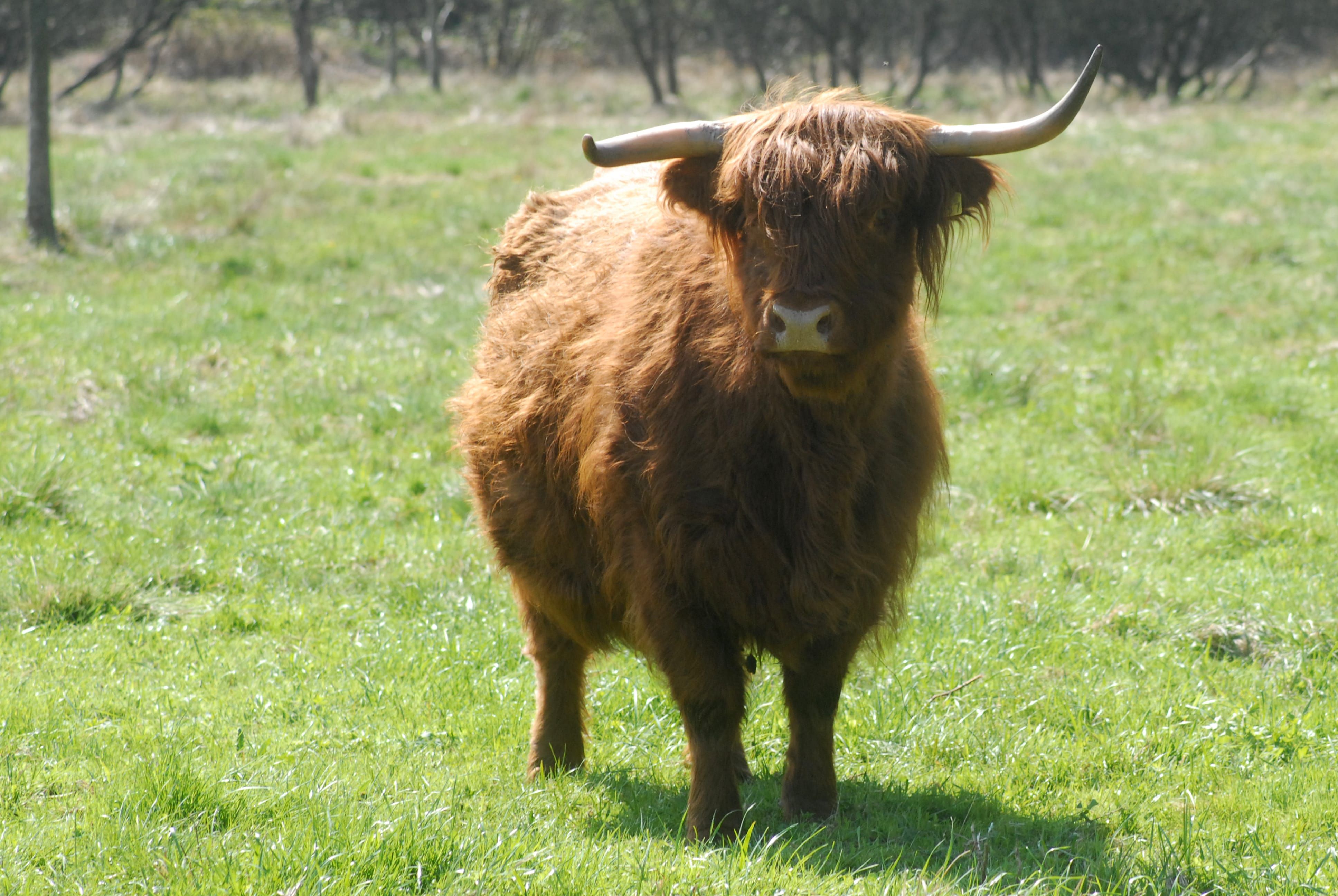 Odoo • Image et Texte