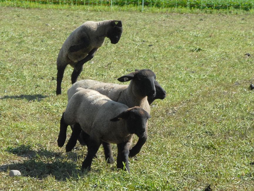 Odoo • Image et Texte