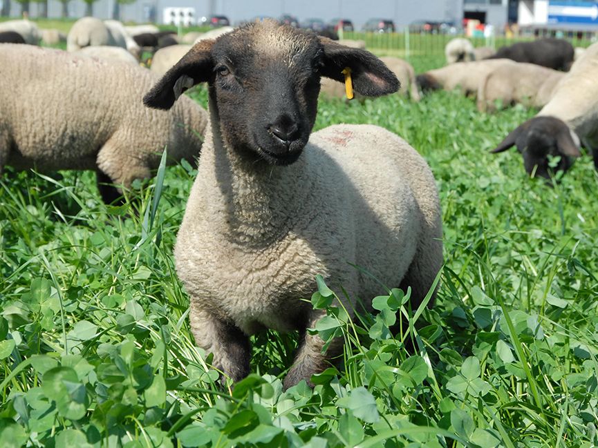 Odoo • Image et Texte